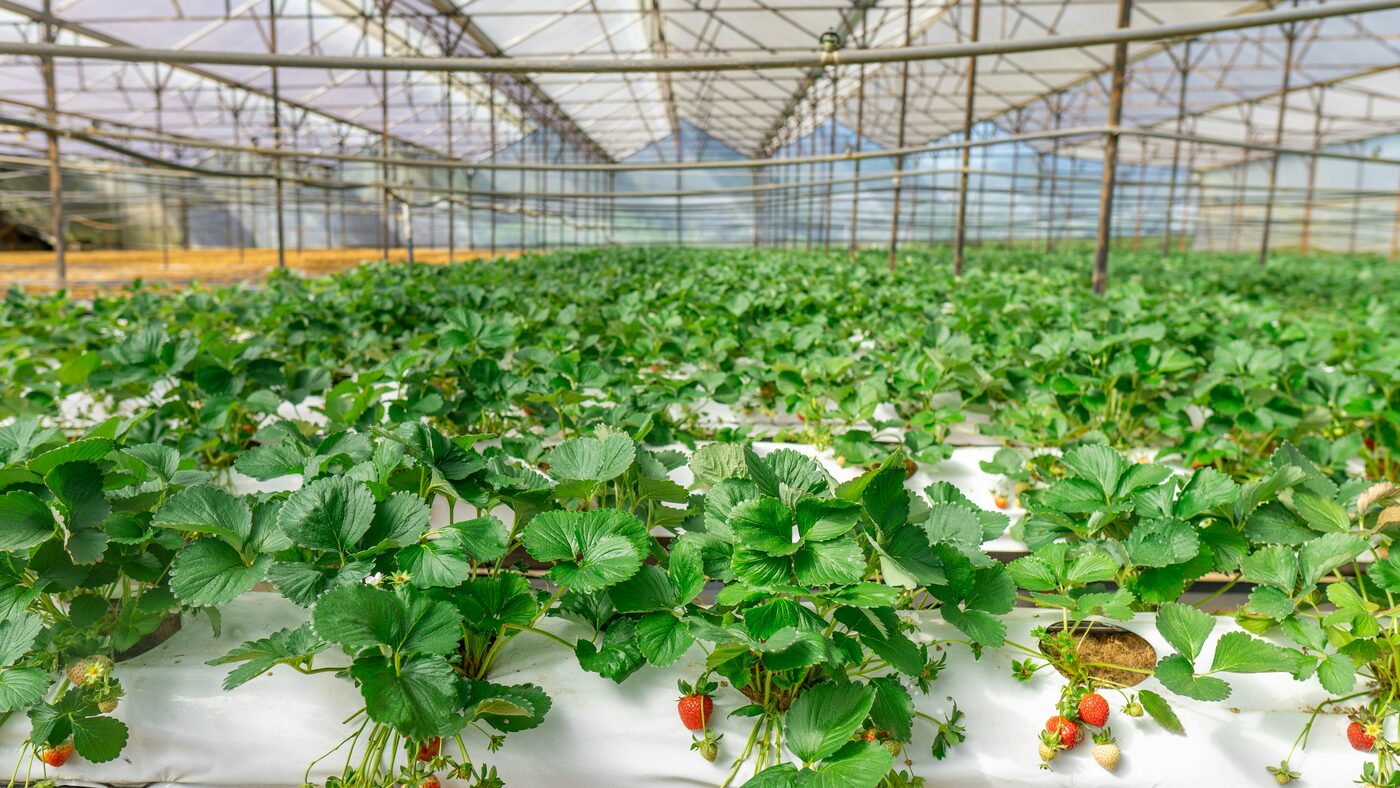 Invernadero profesional de fresa en cultivo hidropónico
