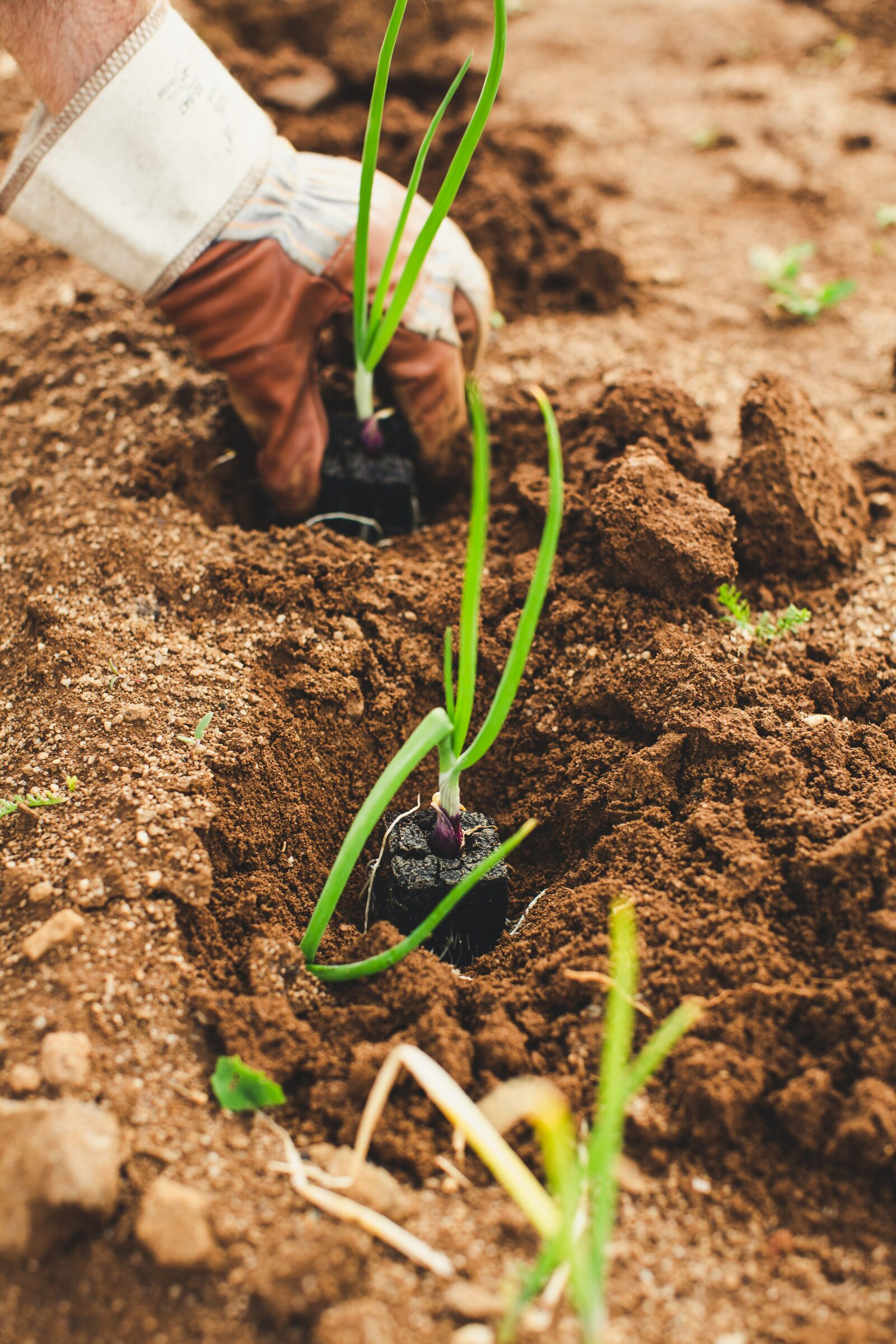 Detalle de suelo agrícola en una plantación joven